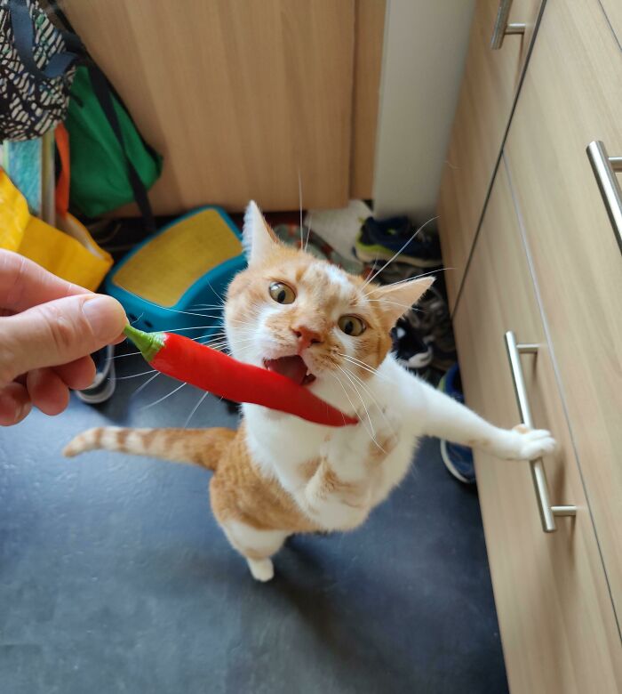 He Was Rustling Around In The Shopping Bag. Had To Forcefully Remove The Chilli From Him 