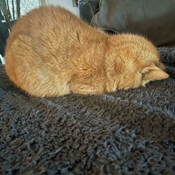 She Sleeps Like This To Keep Her Nose Warm