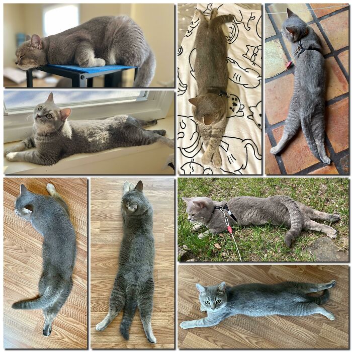 His Signature Posture… No Worries He Is Perfectly Fine In Jumping And Running