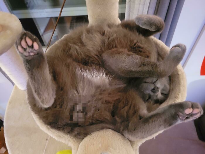 The Way He Likes To Sleep In His Cat Tree