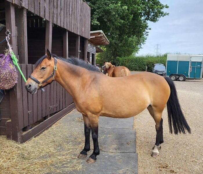 We Bought Our First Pony, Meet Midnight May