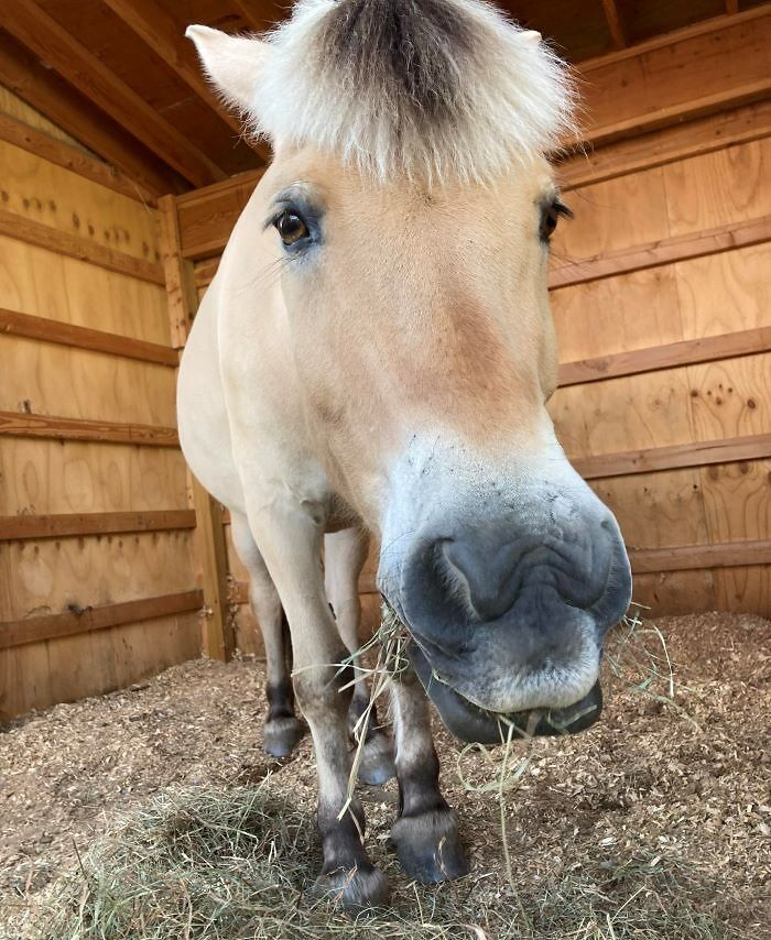 Beautiful Picture I Got Yesterday Of My Favorite Horse Zipper