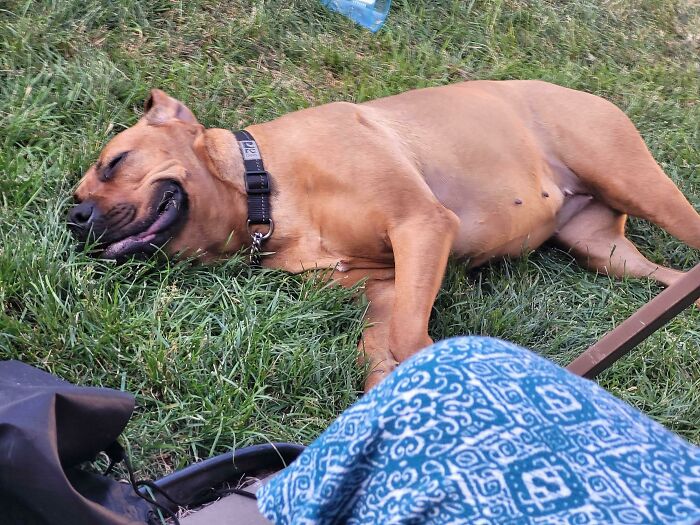 My High Energy Dog After Being Able To Spend The Entire Day Playing With My Nieces And Nephews Outside