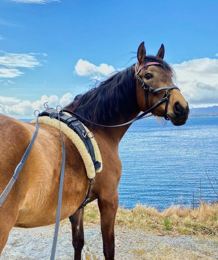 Me: Luna Can You Pose For A Second? Luna: Like Thiiiiis?