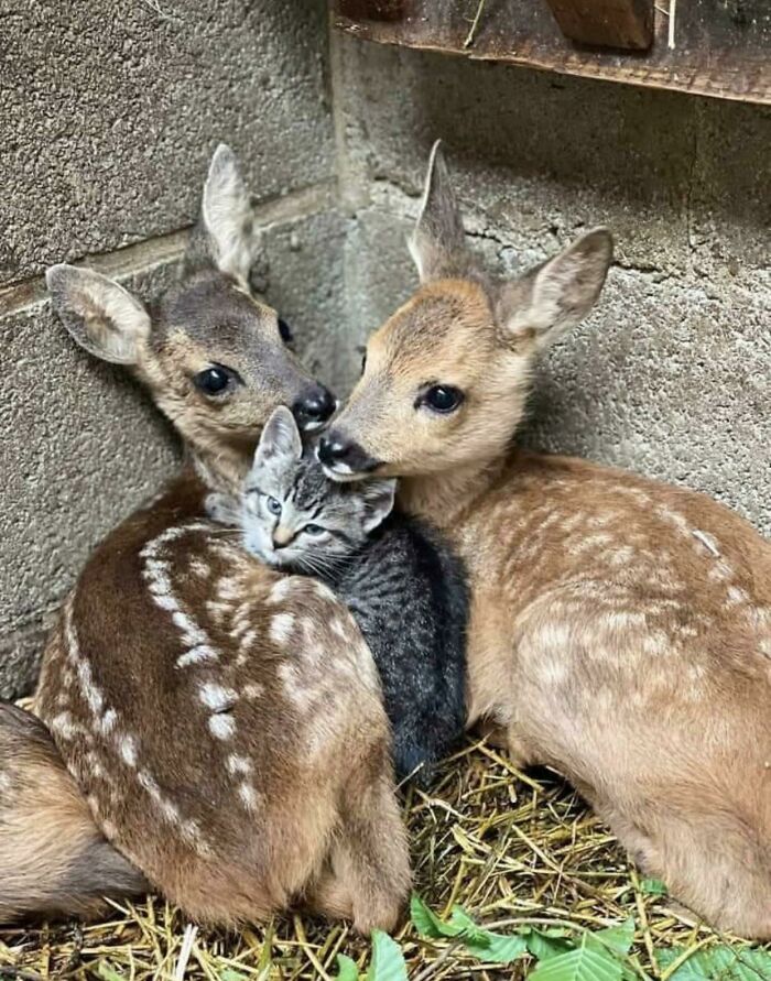 Two Deers One Kitten