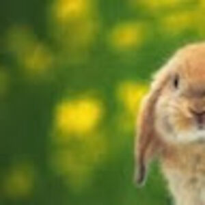 malissiamcclain avatar