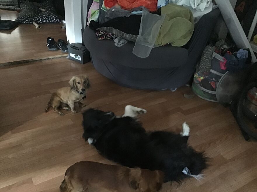 I&rsquo;m Making An Album Of My (3) Dogs 2