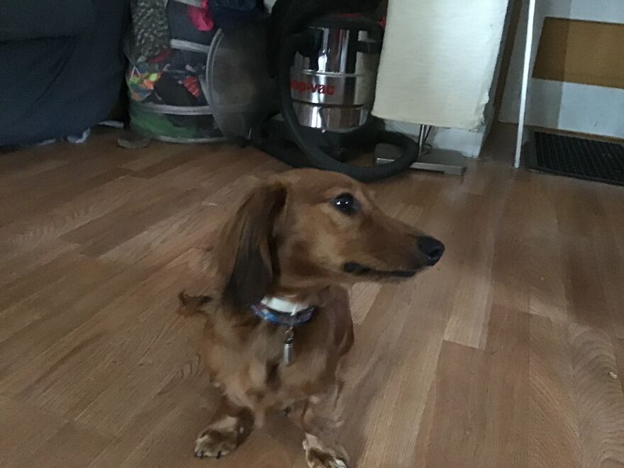 I&rsquo;m Making An Album Of My (3) Dogs 2