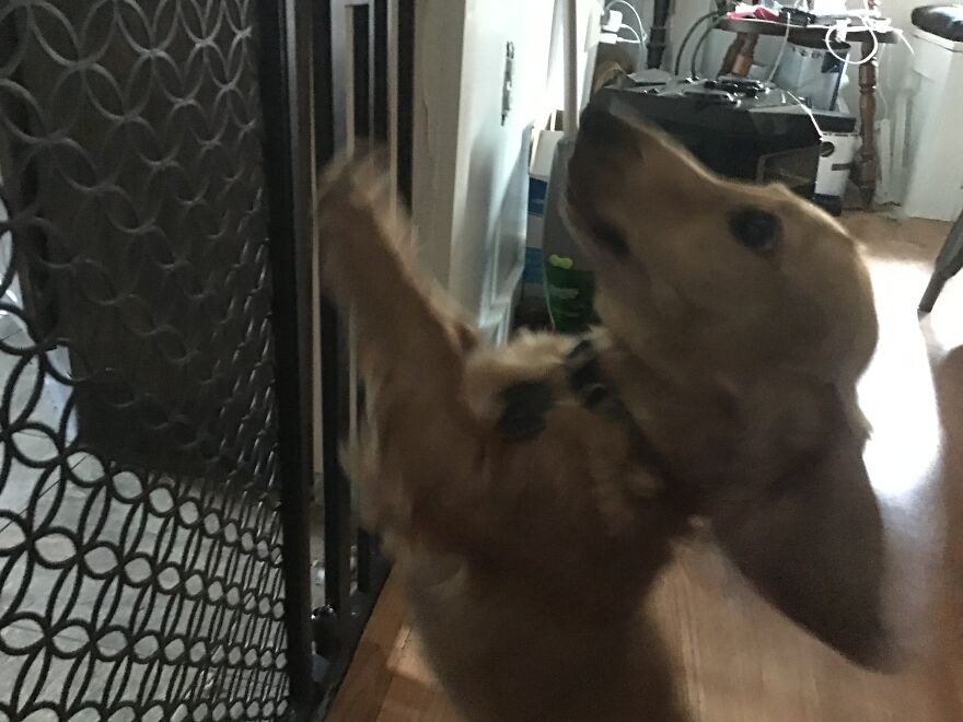 I&rsquo;m Making An Album Of My (3) Dogs 2