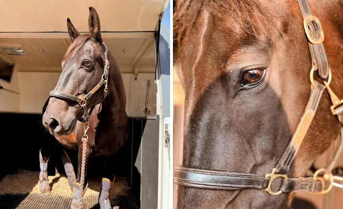 An Appreciation Post For Dobi’s Beautiful Brown Eyes