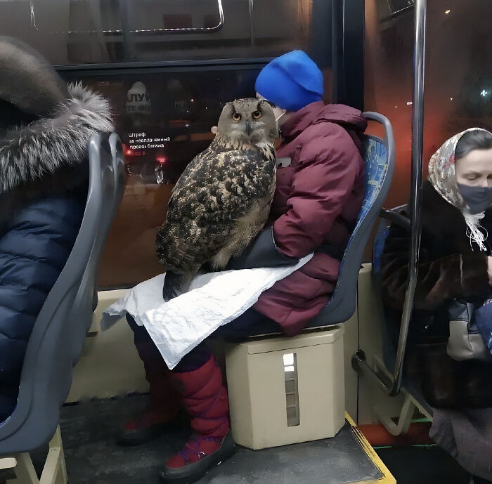 This Massive Owl