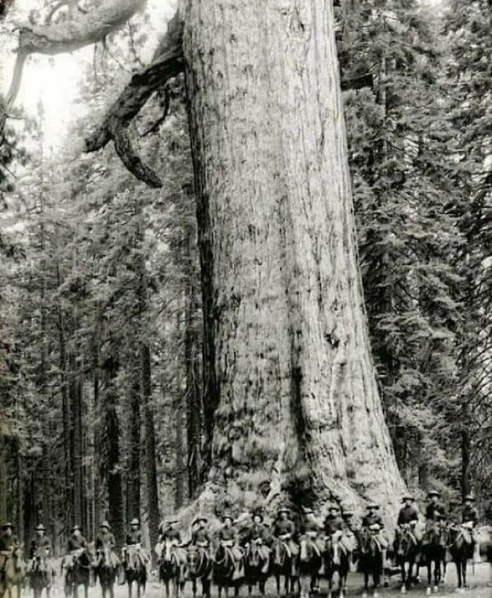 U.S. Cavalry Soldiers Pose In Front Of A Tree Known As The "Grizzly Giant" 1900. That's A Big Tree