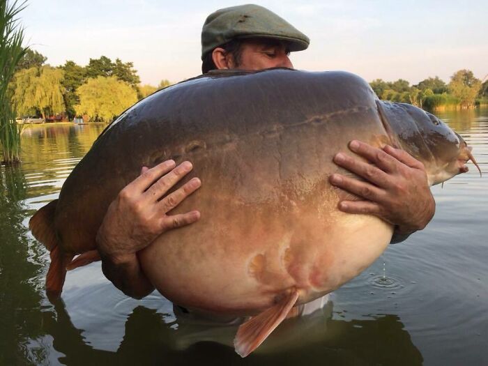 Chonky Carp