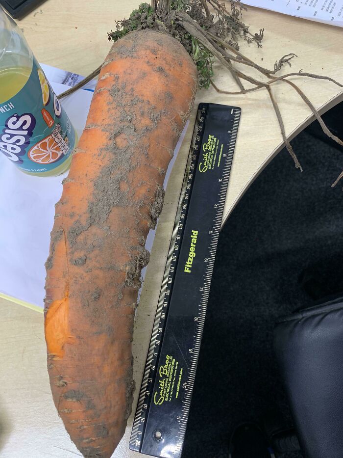This Carrot