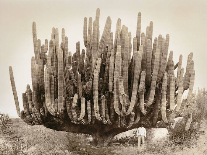 Cardon Cactus In Mexico, 1890s. Absolute Unit At 8 Meters (26 Feet) And Weighing 10 Metric Tons (Over 22,000lbs)!