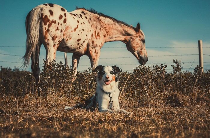 The Horse Is William Wallace, And The Dog Is Milo