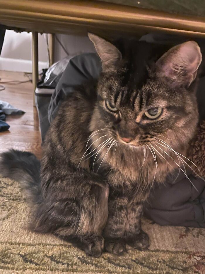 Just Adopted This Grumpy Lookin But Sweet As Hek 16yo Baby. Her Parent Died So She Was Surrendered To A Shelter. I Had To Make Sure Her Last Years Were Full Of Love And Being Spoiled