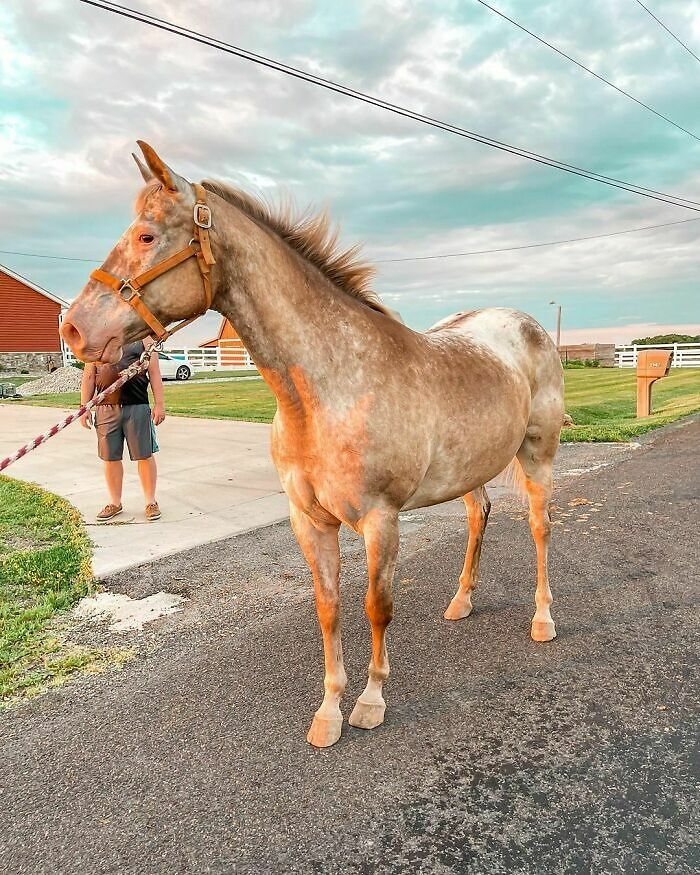 Okay! Here She Is! She Is A 12 Year Old Appaloosa Mare