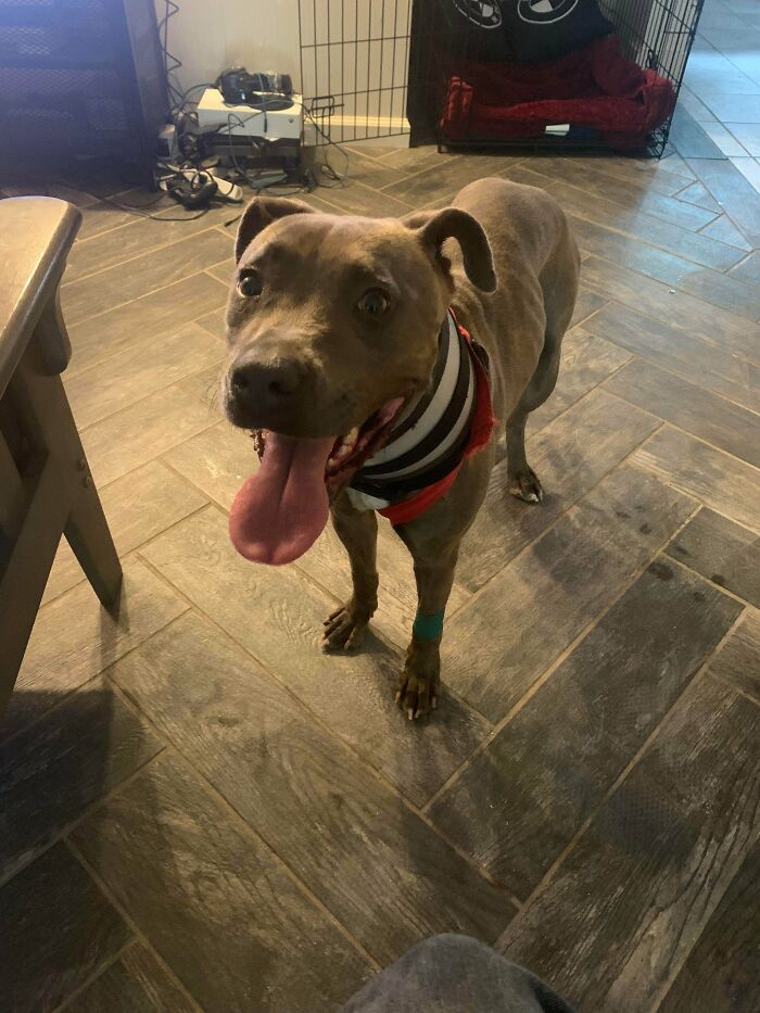 Adopted This Little Girl Recently, She Is My First Dog And Is A Puddle Of Love.