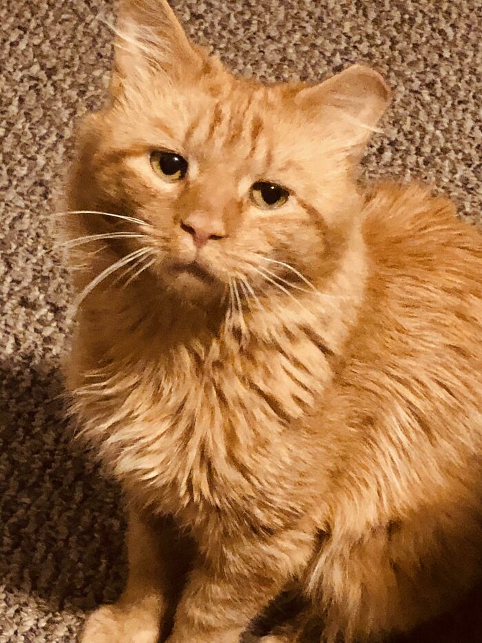 My Recently Adopted Stray "Hank" With Somewhere Between One And 0 Braincells