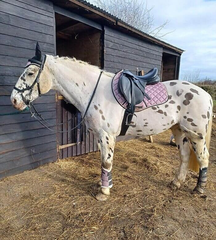 This Is My Horse Oreo