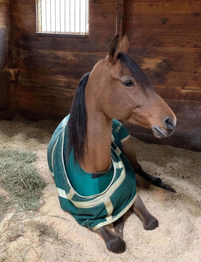 Not Many Horses On Here, So Here’s My 16.3 Hand Arabian-Saddlebred Mare