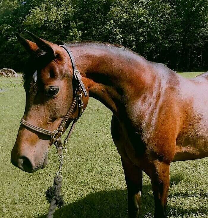 The Lovely Se Arabian - Absolutely Spooked At A Tarp 0.5 Seconds After This Photo