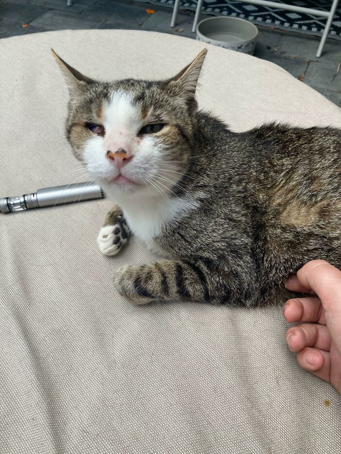 Went To Visit This Lovely Cat Today And Decided To Adopt Him. He Was Abandoned, But The Vet Estimates He Is Between 12 And 15, Lost Most Of His Teeth And Is Blind In One Eye But He’s Also One Of The Cuddliest Cats I’ve Ever Met. I’m Picking Him Up On Tuesday.