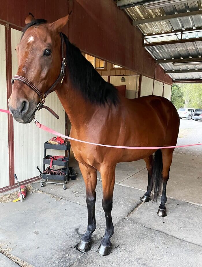 Gave My Boy A Grooming Session