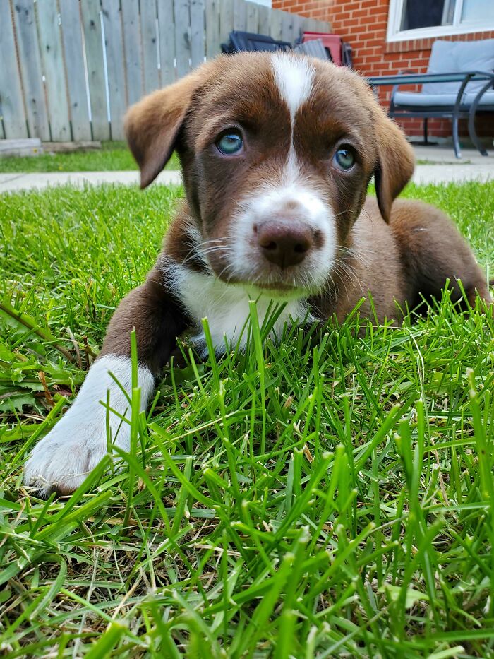 First Time I've Noticed My Cake Day. Here's A Picture Of My 8 Week Old Puppy I Just Adopted! He's My First Puppy And Has Completely Stolen My Heart!