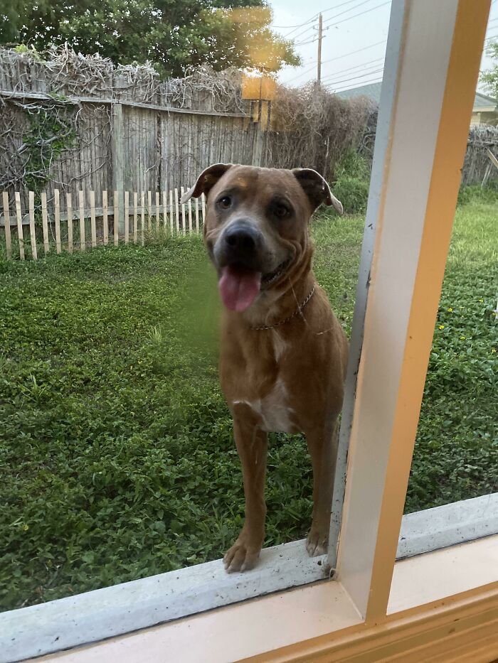 Cute Adopted Doggo! What Should We Name This Dude?