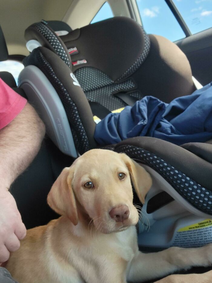 And I Just Adopted A Trouble! I Mean Puppy