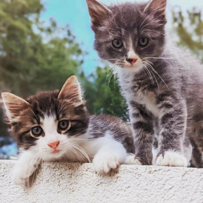 Adopted Two Kittens, Happy 4th.