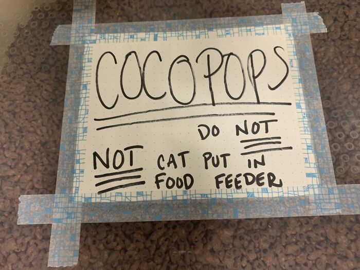 Do Not Not Cat Put In Food Feeder