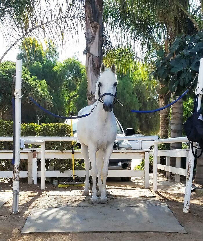 My 19 Year Old Arabian Gelding