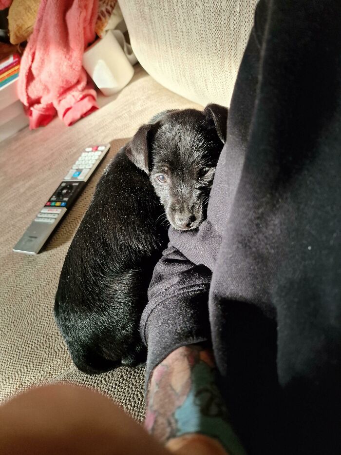 Wife Got A New Dog I Was Adamant I Didn't Want Another. So Trying To Avoid Him And This Is How He Greets Me