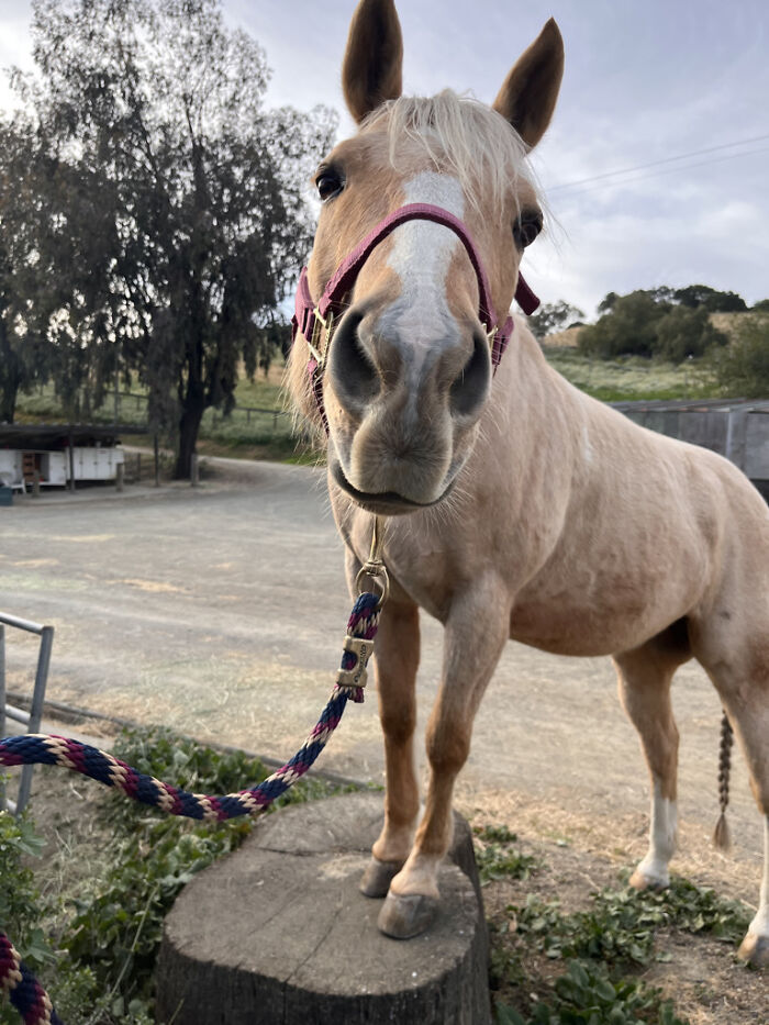 My Horse Wants To Say Hi