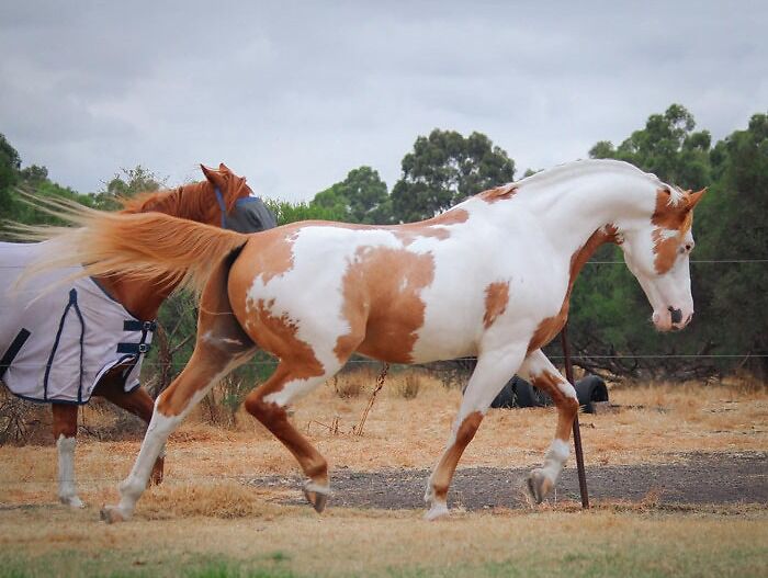 Me Trotting Away From The Friend Request The Human Sent Me On Facebook