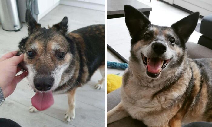 I Adopted Igor Exactly 1 Year Ago! It's Been So Amazing Seeing Him Slowly Change Over Time To Become The Dog He Is Now - Here's To Some More Wonderful Years Together!