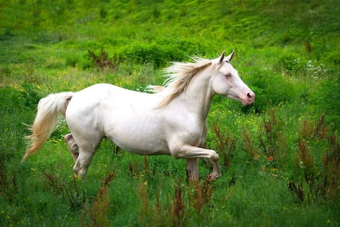 My Husband And I Volunteer With A Horse Rescue In Va And This Special Girl Is Available For Adoption. I Captured Her Running With A Few Of Her Friends - Isn't She Gorgeous?