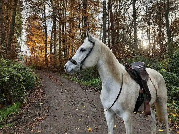 A Fall Picture From Last Year. She's A Little Sweaty After A Good Run