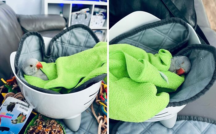 Just Chilling In My Bowl