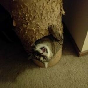 luminousvoid26 avatar