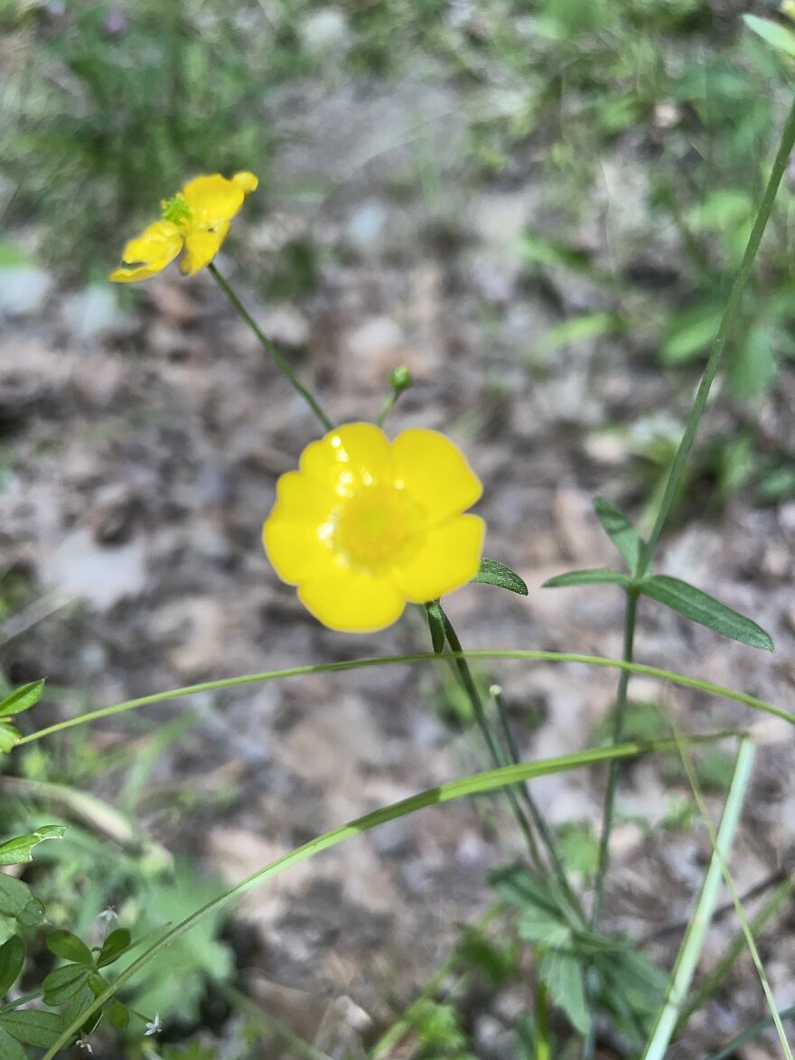 Tiny Yellow Flowers