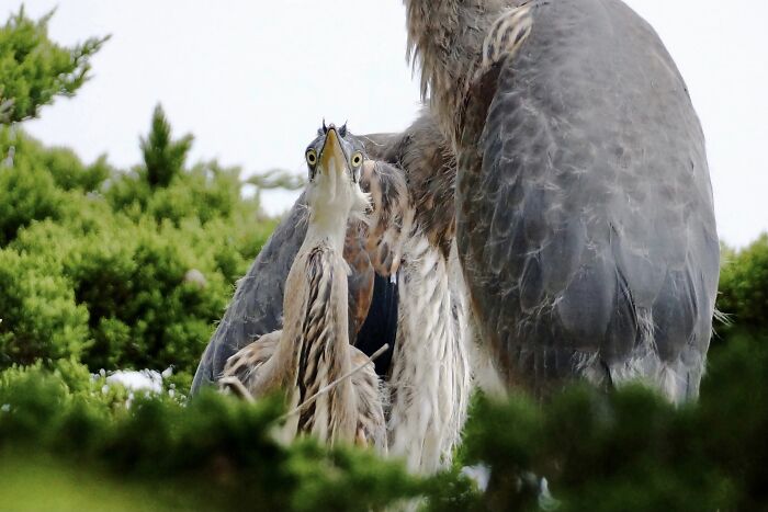 Two juvenile birds with wide eyes next to a larger bird in greenery, showing a humorous wildlife photography fail.