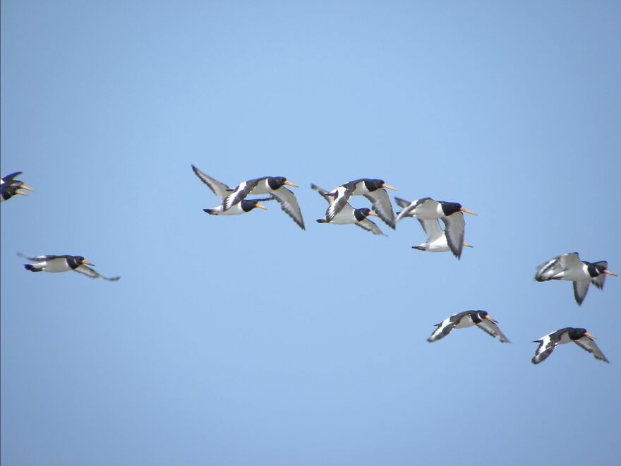 I Photograph Birds And Animals Around The UK, Here Are Some Of My Favourites!
