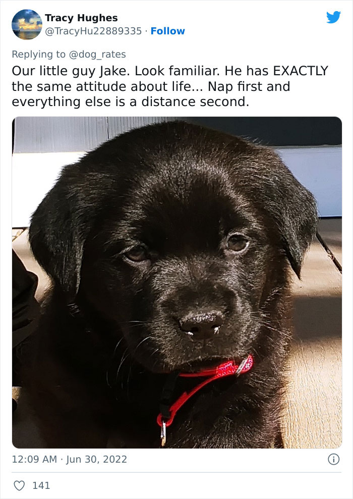 Guide-Pup-In-Training Falls Asleep During Important Photoshoot, And 11M People Can&rsquo;t Handle The Cuteness