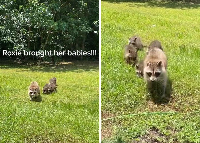 Proud Raccoon Momma Brings Her 4 Kids To Meet The Lady That&rsquo;d Been Feeding Her