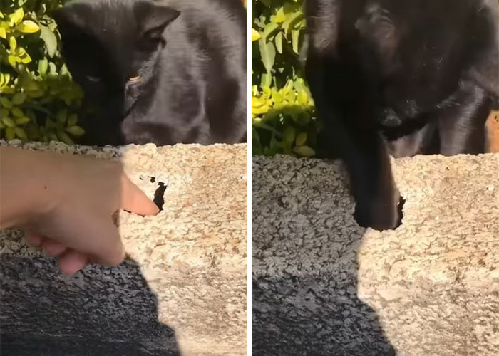 Millions Of People Rejoice At Hilarious Video Of Cat Rescuing House Keys From Hole - 4
