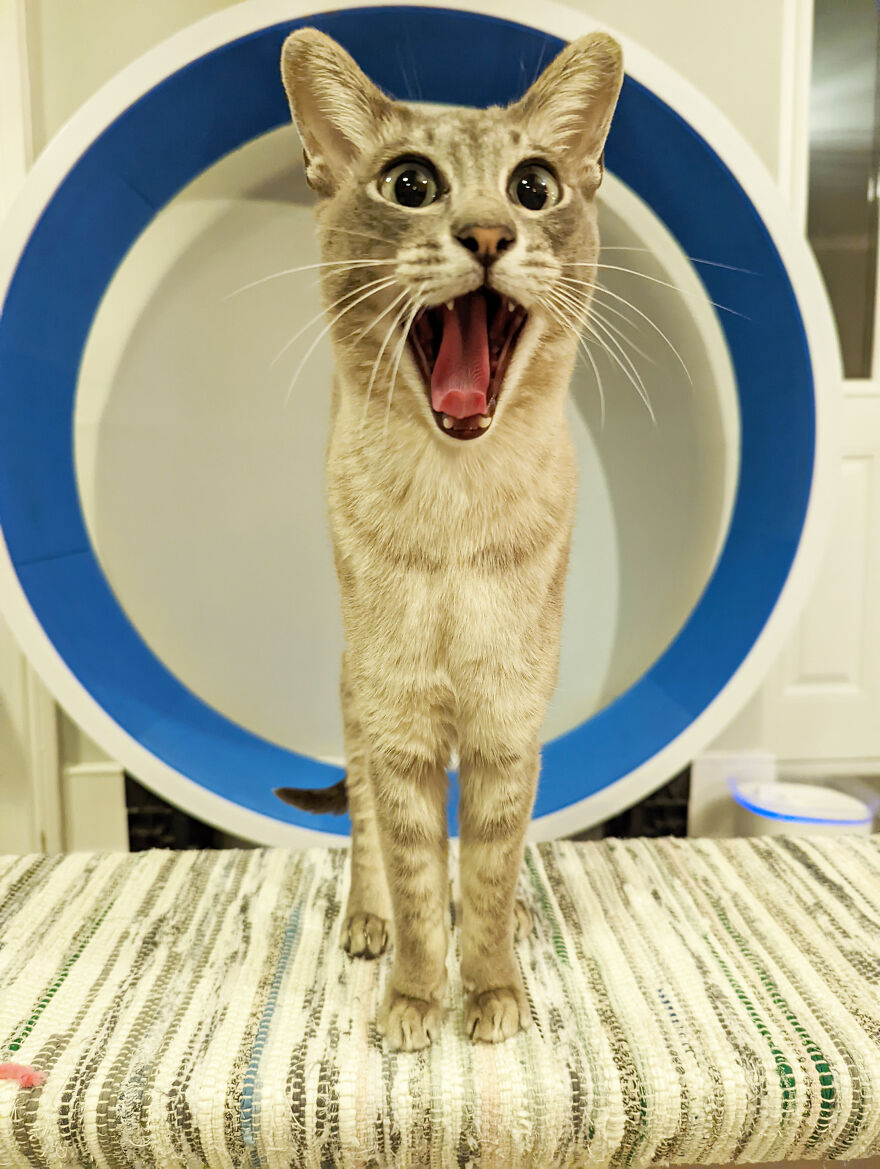 The 26 Finalists Of The 'Animal Friends Comedy Pet Photo Awards' Contest Have Been Announced